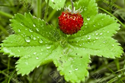 Wild strawberry Wild strawberry