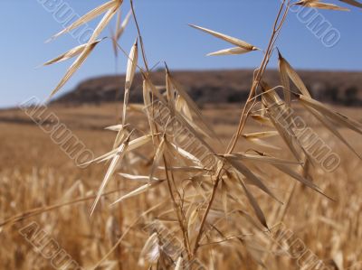 Gold wheat in the Cyprus