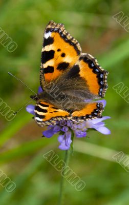 Alone butterfly. Alone butterfly.