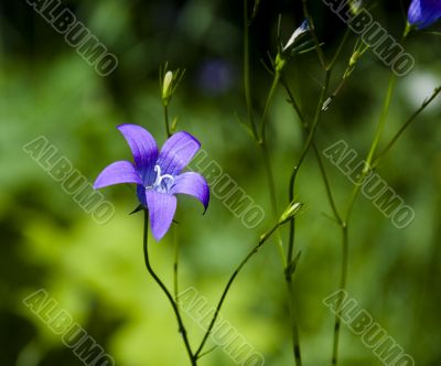 Dark blue flower Dark blue flower