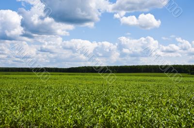 young corn young corn