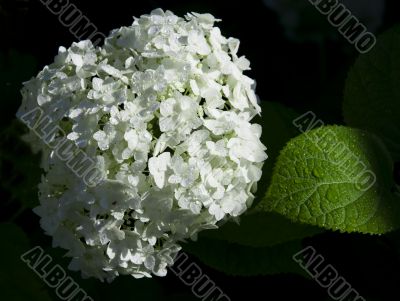 White hydrangea flowers and green sheet