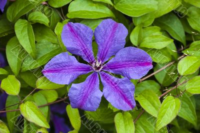 beautiful flower clematis