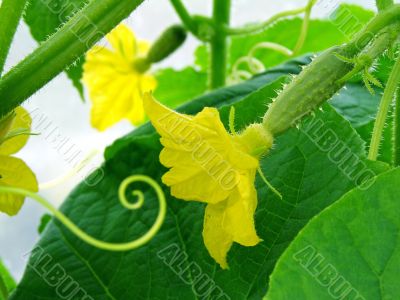 growing cucumber