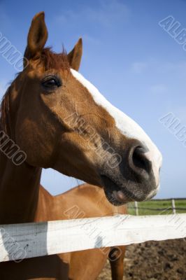 Horse head of brown horse