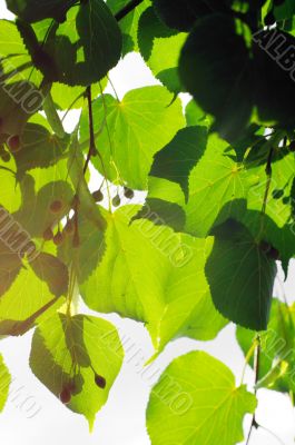 green leaves of linden