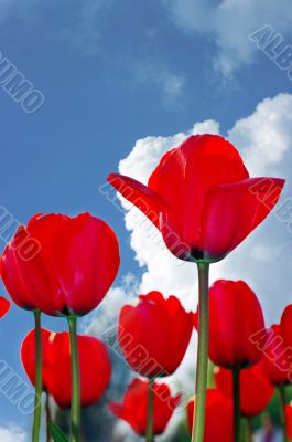 Red tulips