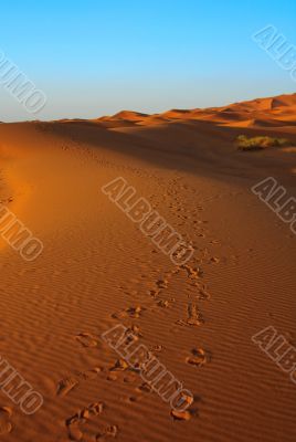 sunset over Sahara desert