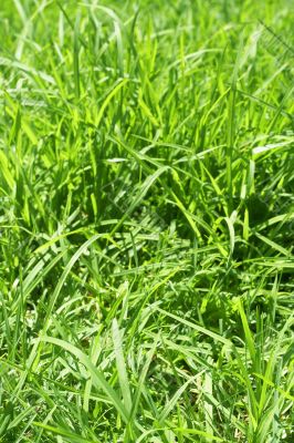 Green grass close-up