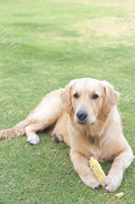 Golden retriever puppy