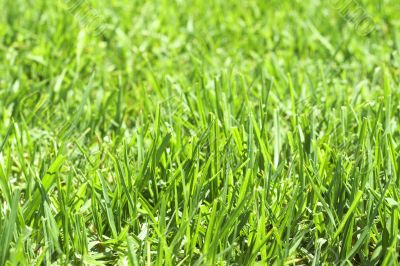 Green grass close-up Green grass close-up