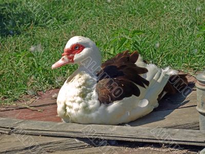 Duck, sitting and enjoying the sun