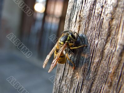 Macro image of a wasp