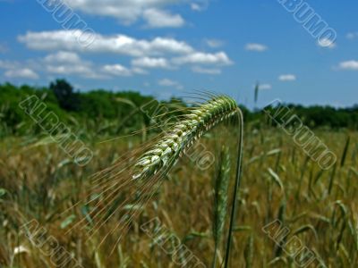 wheat on sun