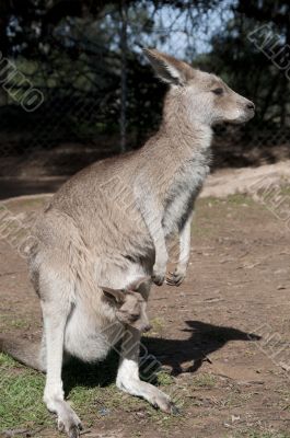 Kangaroo and Joey