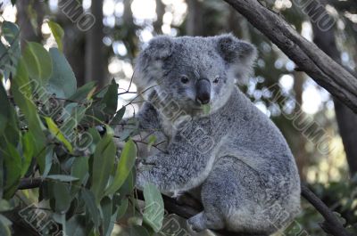 Koala 3