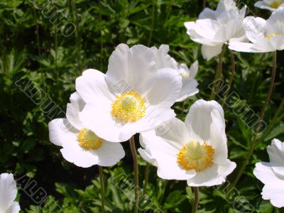 White Flowers