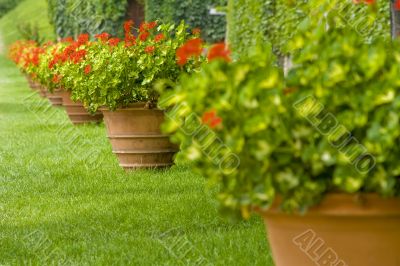 Flowers in pots on a grass