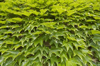 Green grape leaves texture