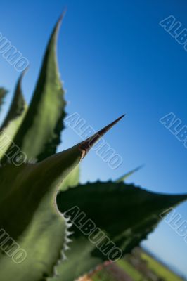 Big thorn on end of cactus leaf