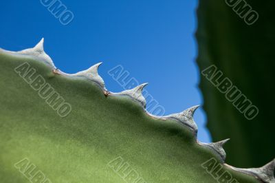 Cactus thorns looking like sharks teeth