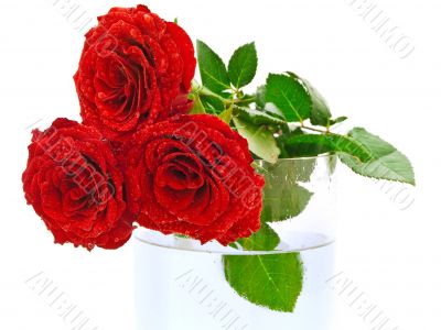 roses with watter drops roses with watter drops
