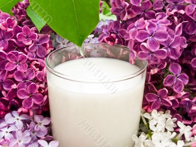  lilac flower and milk