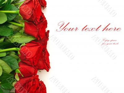 rose border