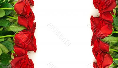  red roses border