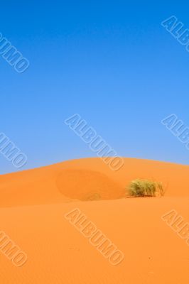 sand dunes and a lonely tuft of grass