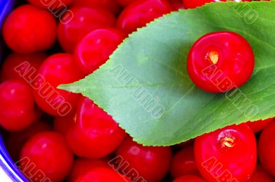 Cherry fruit close-up