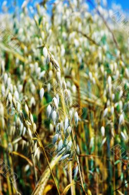oats in summertime