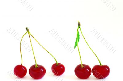 Cherries
