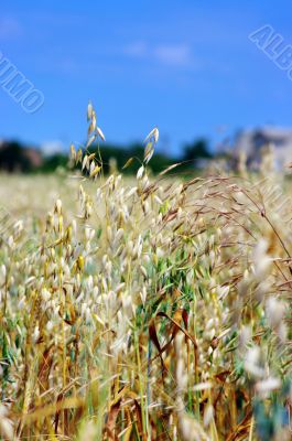  oats in summertime