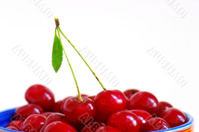 Cherries with green leaf
