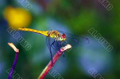 dragonfly outdoor