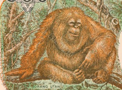 Orangutan