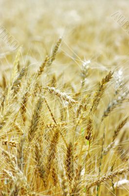 Golden wheat