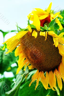 Close-up flower of sunflower.