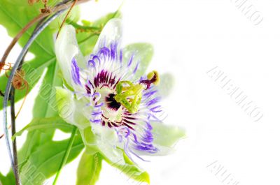 Purple Passionflower on a white background
