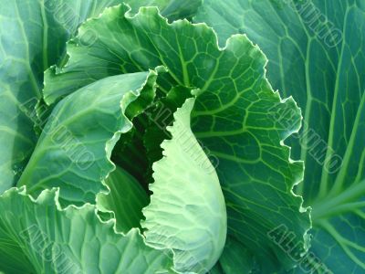 growing cabbage