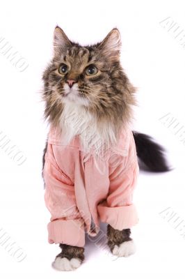 Cat clothed pink bathrobe