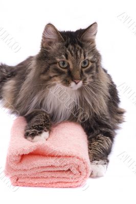 Cat with bath towel.