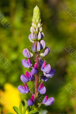 lupine close up