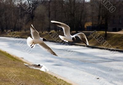 Three seagulls