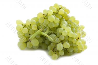 grapes on white background grapes on white background