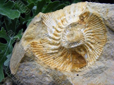Fossil mollusk