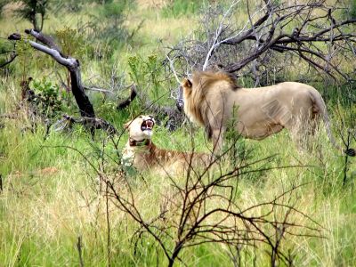 Families lion and a liones