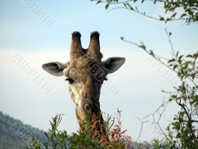 Giraffe