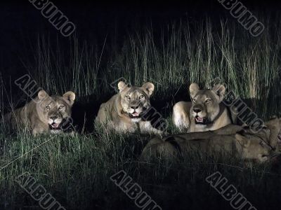 Lions